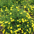 Лапчатка кустарниковая Sommerflor Лапчатка кустарниковая Sommerflor