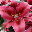 Лилия ОТ-гибрид Палаццо Лилия ОТ-гибрид Палаццо