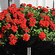 Вербена ампельная Обсешн Каскад Скарлет