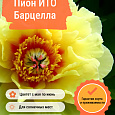 Пион ИТО Барцелла