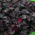 Гейхера Палас Парпл