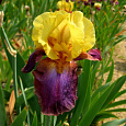 Ирис бородатый Гала Мадрид