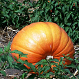 Тыква крупноплодная Стофунтовая Тыква крупноплодная Стофунтовая