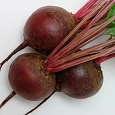 Свёкла столовая Бордо 237 Свёкла столовая Бордо 237