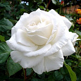 Роза чайно-гибридная Аннапурна (Rose Annapurna) Роза чайно-гибридная Аннапурна (Rose Annapurna)