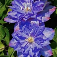 Клематис крупноцветковый Блю Экспложен
