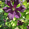 Клематис крупноцветковый Романтика