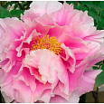 Пион древовидный Розовый Король Пион древовидный Розовый Король