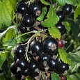 Смородина черная Нестер Козин Смородина черная Нестер Козин