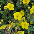 Лапчатка кустарниковая Sommerflor Лапчатка кустарниковая Sommerflor
