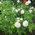 Роза чайно-гибридная Аннапурна (Rose Annapurna) Роза чайно-гибридная Аннапурна (Rose Annapurna)