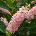 Клетра ольхолистная Pink Spire