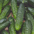 Огурец гибридный F1 Настоящий полковник