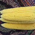 Кукуруза Симпатия F1 Кукуруза Симпатия F1