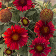 Гайлардия Меса Ред
