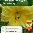 Лилейник гибридный  Suzie Wong