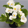 Бегония вечноцветущая бронзоволистная Найтлайф Вайт