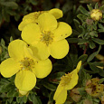 Лапчатка кустарниковая Sommerflor Лапчатка кустарниковая Sommerflor