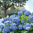 Гортензия крупнолистная Endless Summer The Original Blue