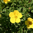 Лапчатка кустарниковая Sommerflor Лапчатка кустарниковая Sommerflor