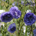 Колокольчик (Кампанула) персиколистный La Belle Blue
