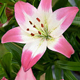 Лилия азиатская Леви