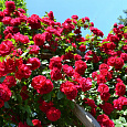 Роза плетистая Фламентанц Роза плетистая Фламентанц