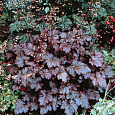 Гейхера гибридная Аметист Мист