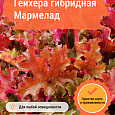 Гейхера гибридная Мармелад