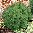 Туя западная Тедди