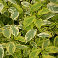 Дерен (кизил) шелковстый Hedgerow's Gold