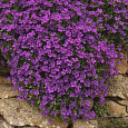 Аубриета (Обриета) дельтовидная Cascade Purple
