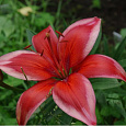 Лилия азиатская Ред Электрик
