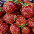 Земляника садовая Карнавал Земляника садовая Карнавал