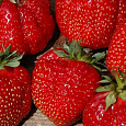 Земляника (Клубника) садовая Зенит Земляника (Клубника) садовая Зенит